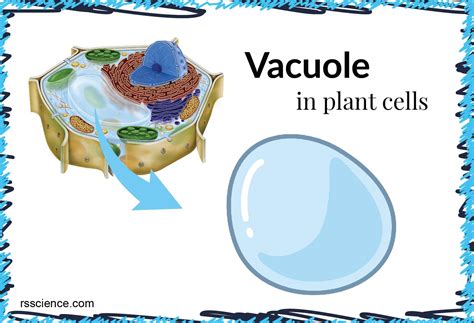 Vacuoles Diagram