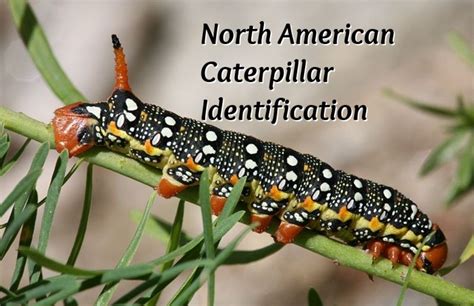 North American Caterpillar Identification | Caterpillar, North american ...