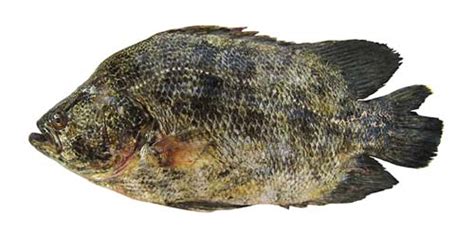 Tripletail Fishing Guide | How to Catch a Tripletail