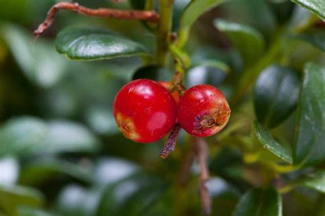 Vaccinium vitis-idaea - BBC Gardeners World Magazine