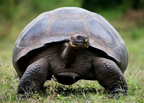 12 Giant Galapagos Tortoise Facts | Latin Roots Travel