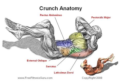 Abdominal crunch anatomy | Fitness and Bodybuilding | Pinterest