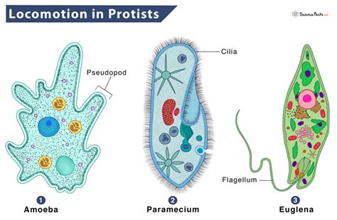 Protists: Definition, Types, Characteristics, and Examples