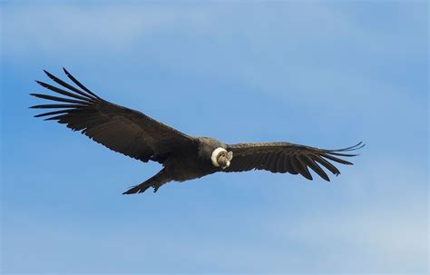 El cóndor andino es el ave nacional de Chile / The Andean condor is the ...