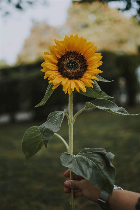 El top imagen 100 imagenes de girasoles para fondo de pantalla ...