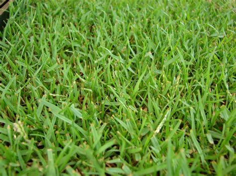 The 5 Best Grass Types for Baton Rouge, LA Lawns - Lawnstarter