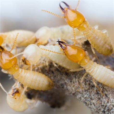 Termite Control: How to Get Rid of Termites Effectively