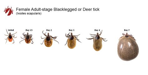 Blacklegged (Deer) Tick – TickEncounter