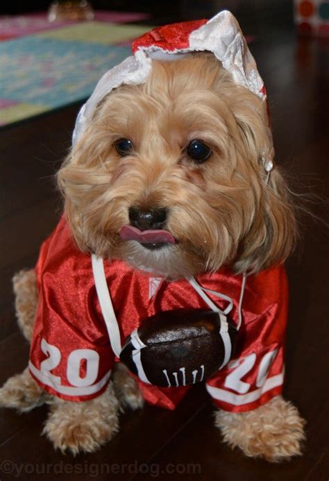 Football Player - Halloween Costumes for Dogs - YourDesignerDog ...