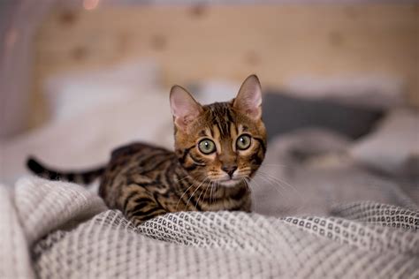 See the Cutest Cat Breeds as Kittens | Reader's Digest