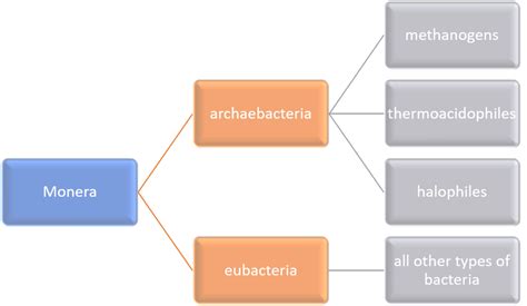 Archaebacteria vs Eubacteria