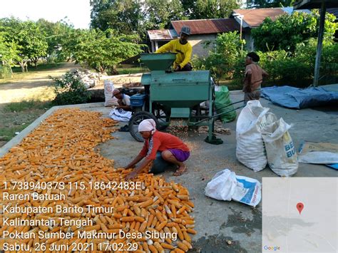 Dukung Penanganan Panen dan Pasca Panen Jagung di Barito Timur, BBPP ...