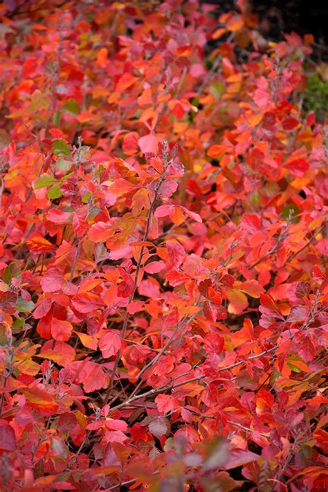 Gro-Low Fragrant Sumac (Rhus aromatica 'Gro-Low') in Richmond Fairfax ...