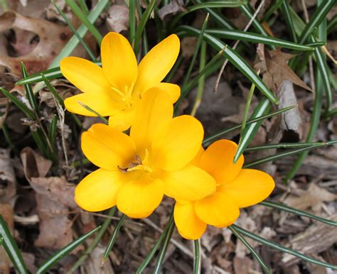 Yellow crocus~need to plant more of these. | Yellow crocus, Plants ...