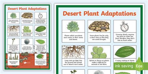 Desert Plants Adaptations for Kids | Display Poster - Twinkl