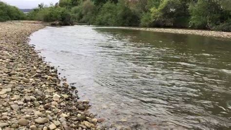 Steelhead Trout Habitat in San Lorenzo River - YouTube