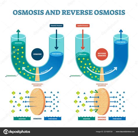 Osmosis reverse vector illustration. Explained process with solution ...