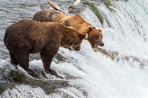 pixgaga.com | Brown Bear on Brooks Falls catching Salmon swimming ...