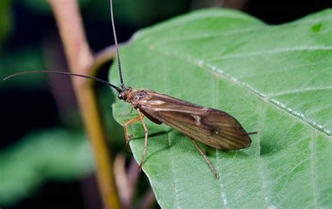 Caddis Fly Description & Facts | Go-Forth Pest Control