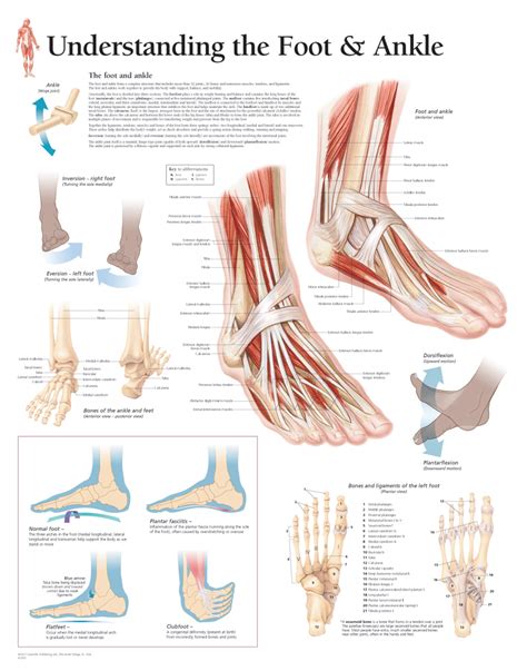 Dermatomes Foot