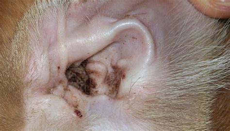 Cats' Ear Infections | Animals - mom.me