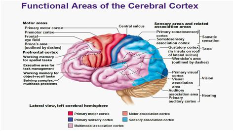 Brain Functional Regions