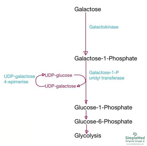 4. Glycolysis - SimpleMed - Learning Medicine, Simplified