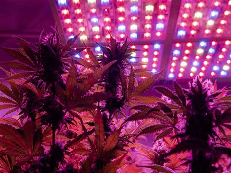 Best LED Grow Lights Under $100 For Cannabis – WeedMania420