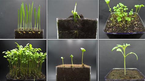 Timelapses of Sprouting Plants 'Dancing' to Jazz