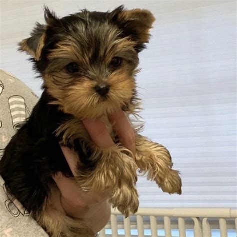 When Is A Teacup Yorkie Full Grown? (Size & Age Full Grown)