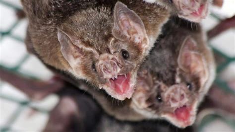 Vampire Bat Adopts Best Friend’s Baby - EcoWatch