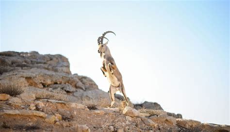 The Wildlife of the Friendly Negev Desert - Photo Travel