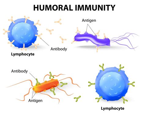 Humoral vs Cell-mediated Immunity