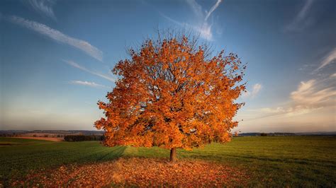 1920x1080 Tree Autumn Field Laptop Full HD 1080P ,HD 4k Wallpapers ...