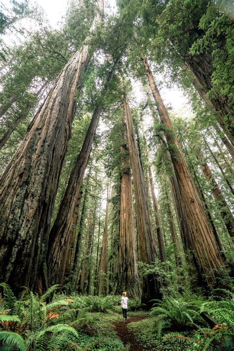 9 EPIC Hikes at REDWOOD NATIONAL PARK (+Helpful Video)