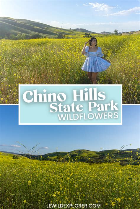 chino hills wildflowers yellow flowers in california - Le Wild Explorer