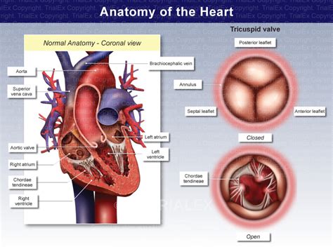 Heart Anatomy with Tricuspid Valve - TrialQuest Inc.