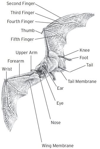 Bat Anatomy