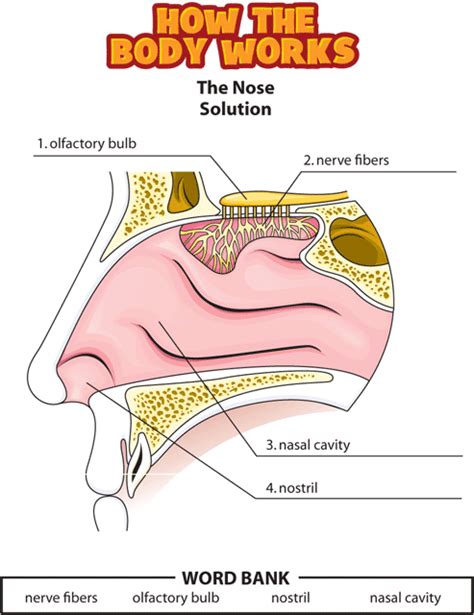 Peerless Parts Of The Nose Worksheet Springtime Trivia Questions And ...