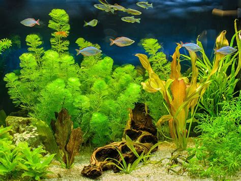 Top 10 Best Artificial Aquarium Plants - Aquarium Hunter