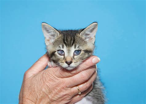 How to Treat A Corneal Ulcer in Cats | Vetrix, Inc.