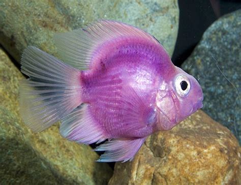 Pink Parrot Fish | Aquarium Fish India