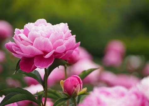 🔥 [40+] Pink Peonies Wallpapers | WallpaperSafari