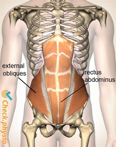 Abdominal Muscles