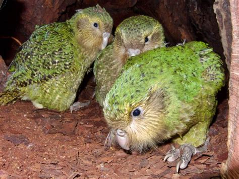 See The Kakapo, New Zealand's Critically Endangered 'Owl Parrot'