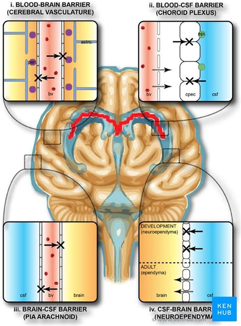 Blood–brain barrier: Definition, structure, function | Kenhub