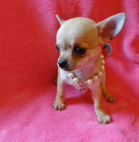 Chihuahua Puppies For Sale | Central Avenue, NJ #248997