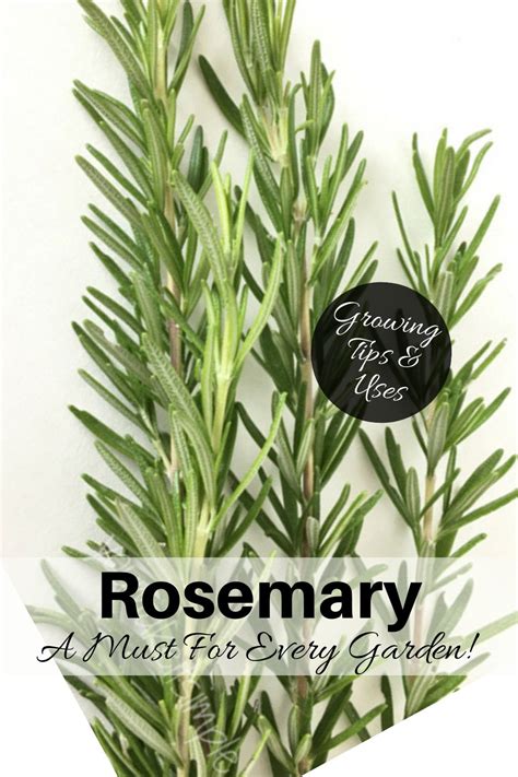 Lavender, Rosemary & Thyme | A Must for Every Garden - You Make It Simple