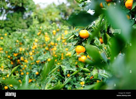 Tangerine orange farm in Jeju island, South Korea Stock Photo - Alamy