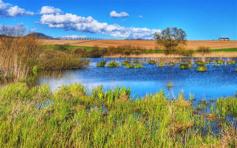 Swamp Landscape wallpaper | 1920x1200 | #27492